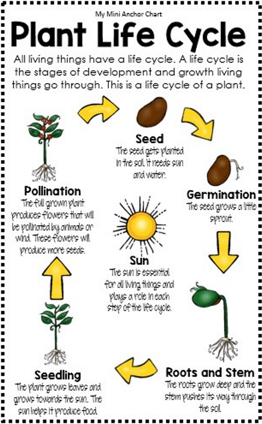 Plant cycle. Plant Life Cycle. Plant Life Cycle for Kids. Life Cycles. Plant на английском.